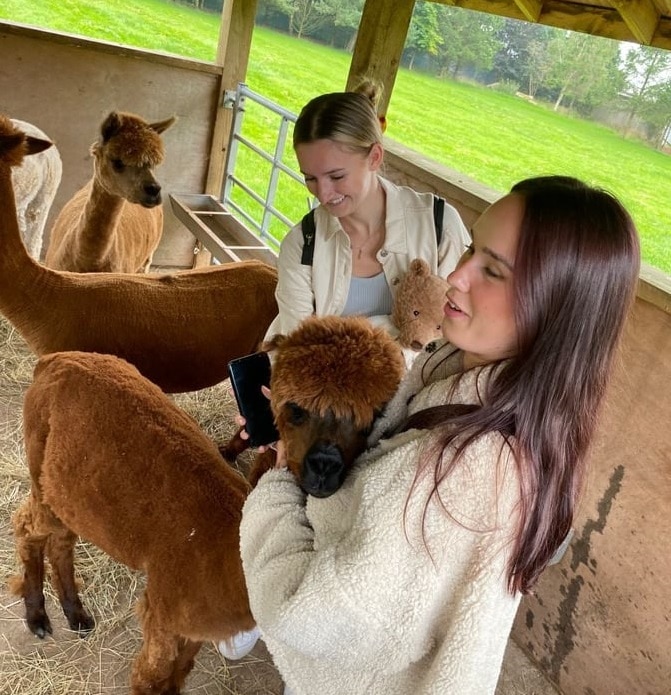 Stroking the Alpacas at The Oaks Barn in Kent