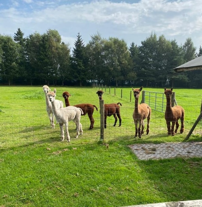 Alpacas at The Oaks Barn in Kent