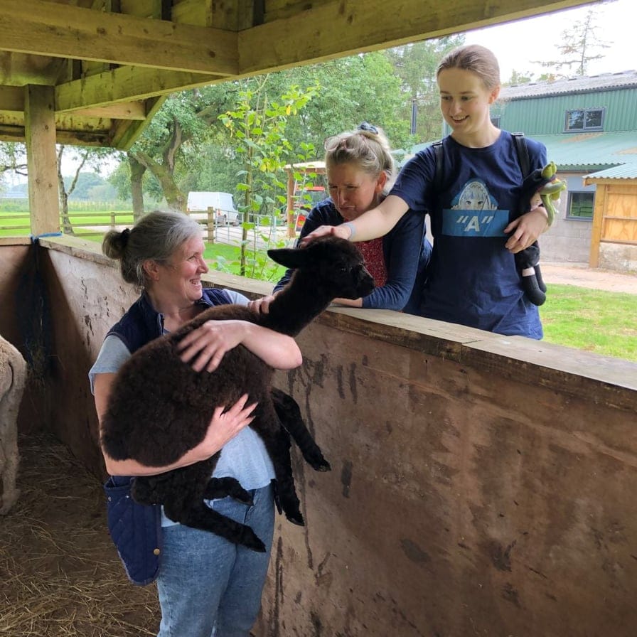 Stroking the Alpacas at The Oaks Barn in Kent