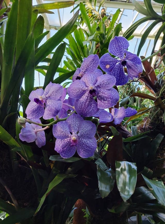 lavender flowers