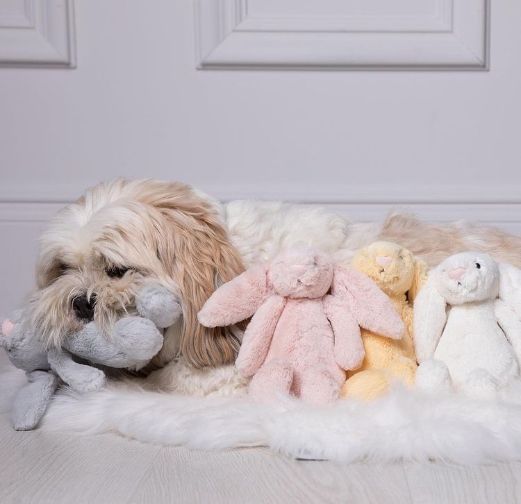 Dog With Bunny Teddy's