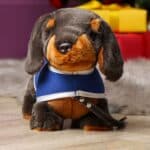 Personalised Keel signature dachshund puppy with lead and coat Birthday Gifts 6