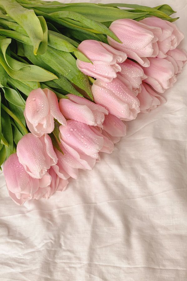 tulip flowers